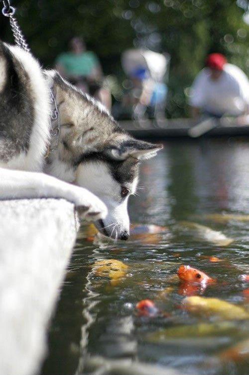 funny fishing  - "Hello, who are you?" 